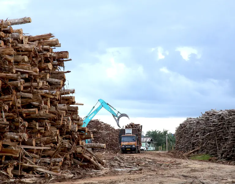 Europe: Destroying Jungles To Make Underpants - Vimarsana News