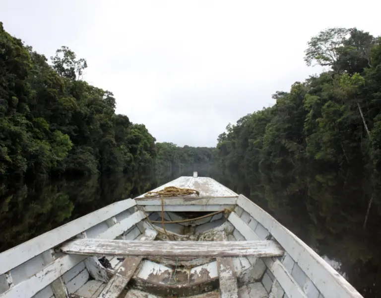 Amazon Deforestation Is Rising. Guyana Offers a Rare Bright Spot - Vimarsana News