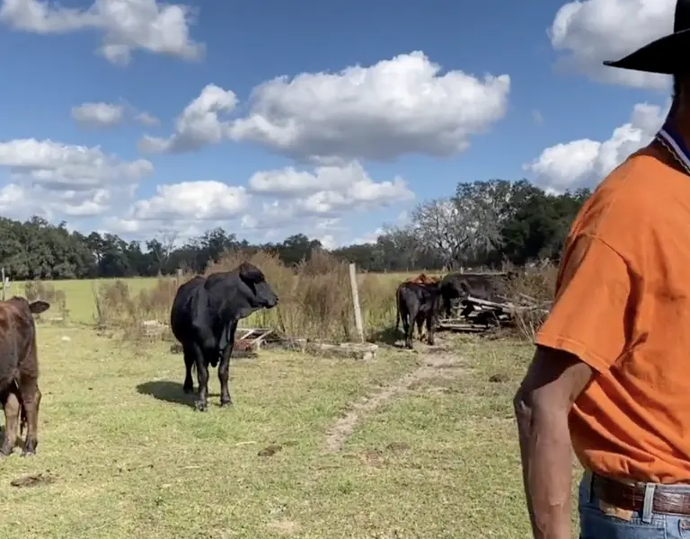 The Untold Story of Black Cowboys in America: How One Florida Farmer Made History - Vimarsana News