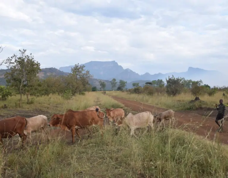 Red Tape, Conflict Stop Uganda's Herders Moving To Cope with Climate Change - Vimarsana News