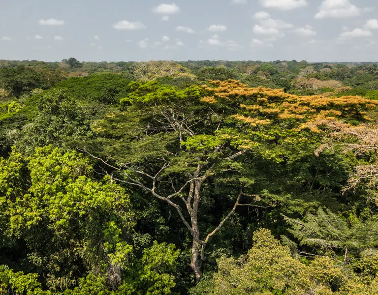 Congo's Forests, Irregularly in European Hands (Spanish) - Vimarsana News