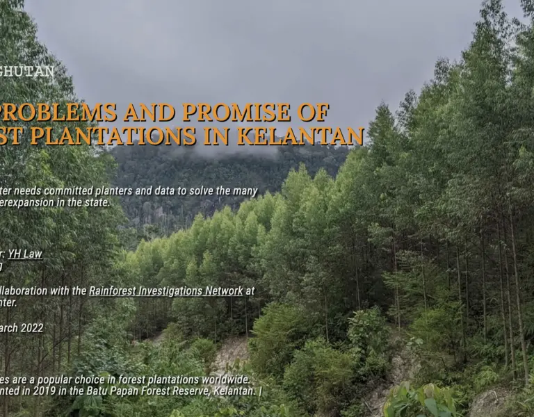 The Problems and Promise of Forest Plantations in Kelantan - Vimarsana News