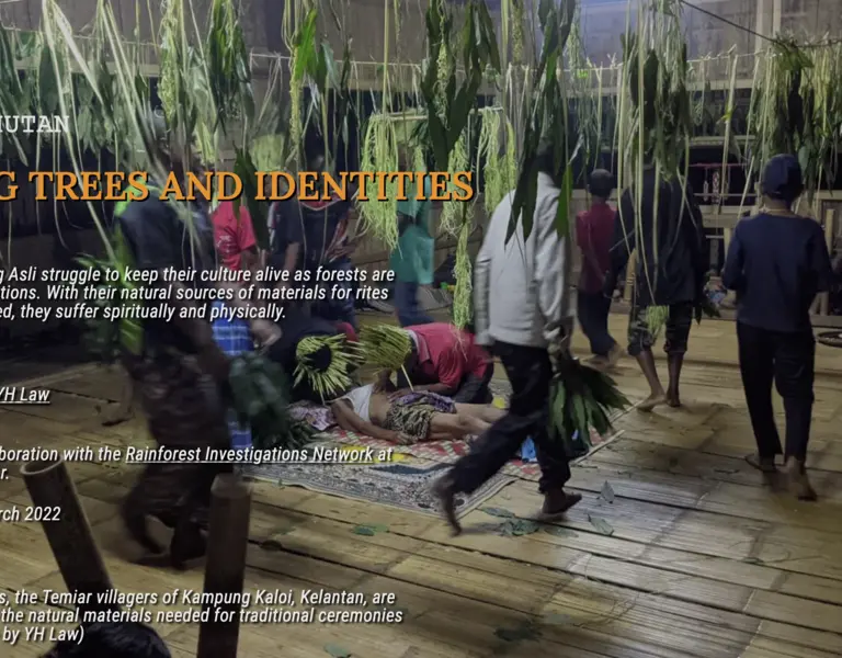 Losing Trees and Identities - Vimarsana News