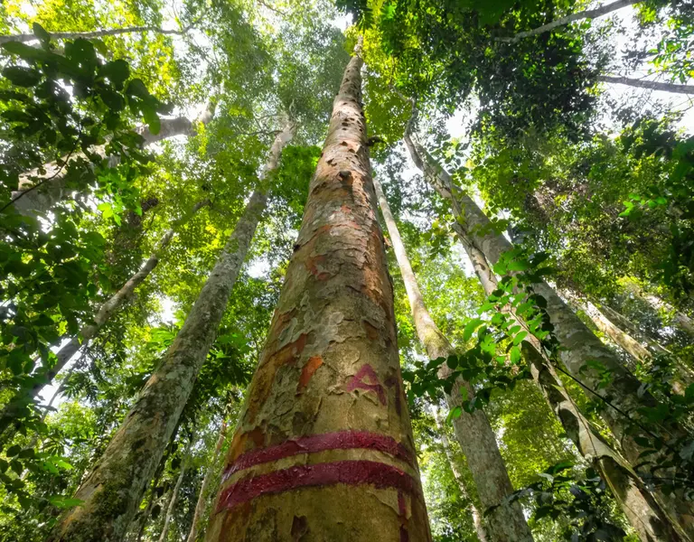 Chinese Companies Linked To Illegal Logging and Mining in Northern DRC (Spanish) - Vimarsana News