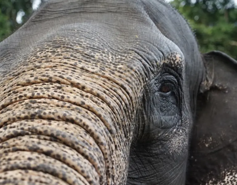 Saving Sumatran Elephants Starts with Counting Them. Indonesia Won't Say How Many Are Left - Vimarsana News