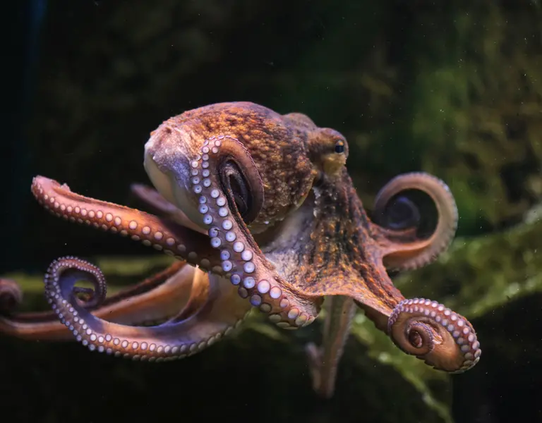 Sustainable Octopus Fishing - Outreach 