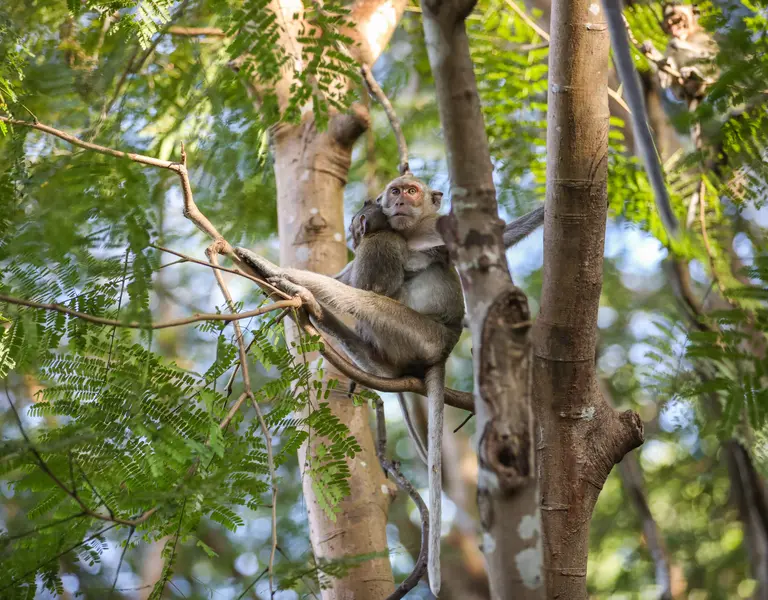 Cambodian Monkey Exports to Canada for Lab Tests Are Surging, Fueling ...