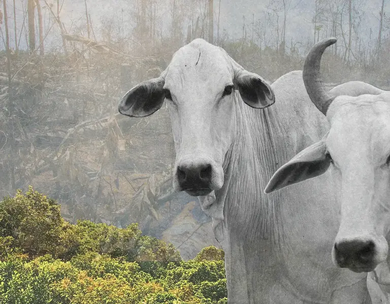 Over 800 Million Trees Felled To Feed Appetite for Brazilian Beef ...