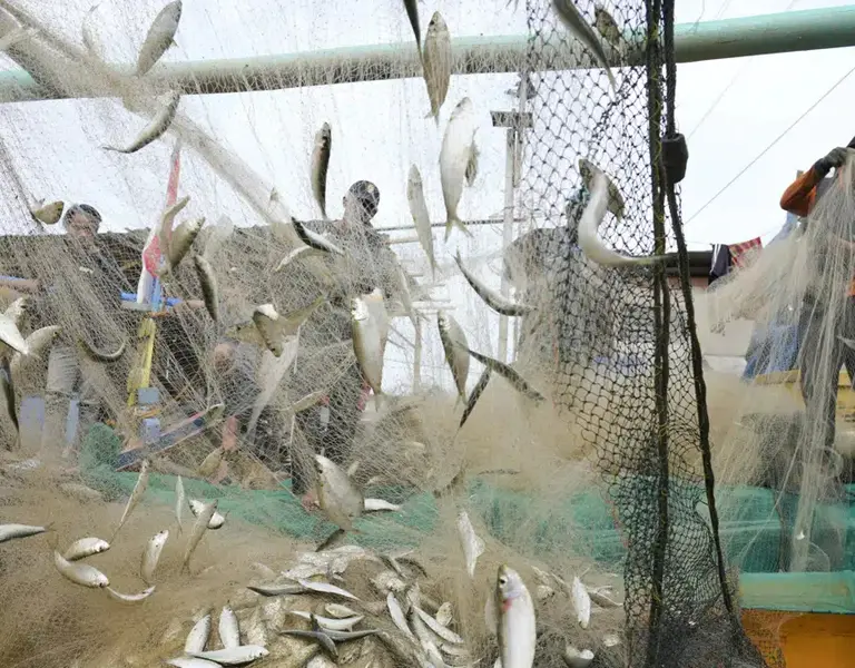 Corruption Endangers World's Shrinking Fisheries
