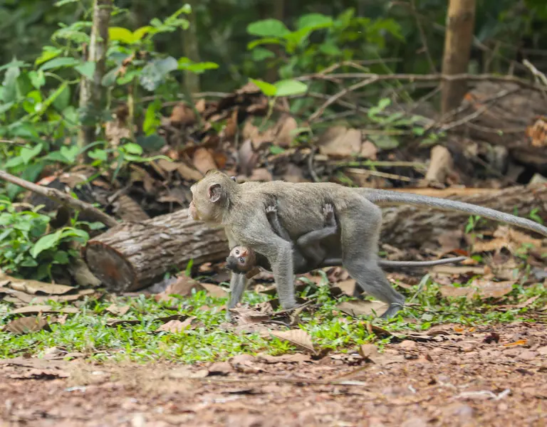 Cambodia's indicted monkey trade taints global wildlife market