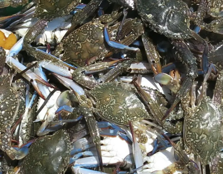Love 'Em and Loathe 'Em: Mediterranean Grapples with Tasty, Voracious, Invasive Crabs - Vimarsana News