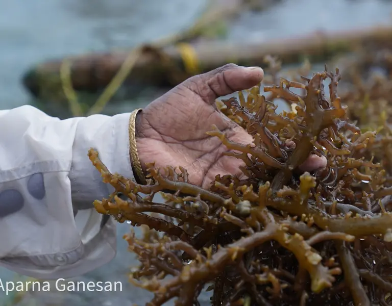 The Rise and Fall of a Commercial Seaweed – and a Community's Fortunes With It - Vimarsana News
