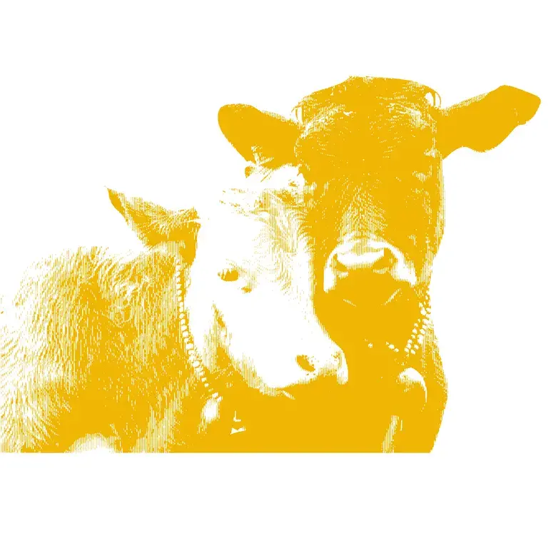 two cows