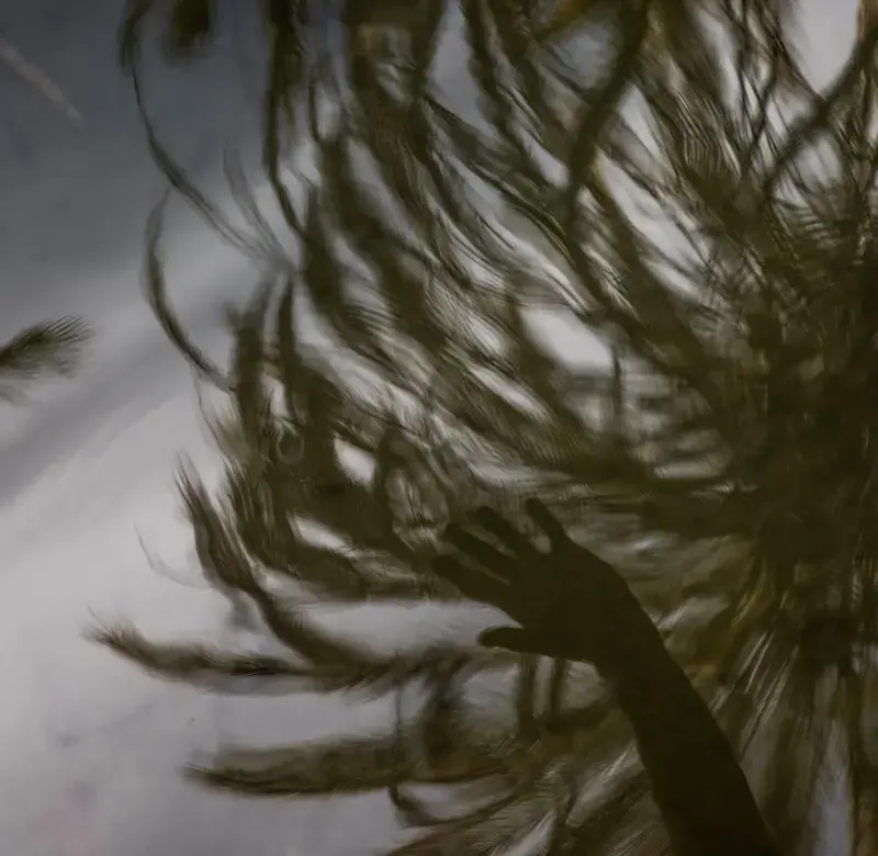 a shot of the reflection of a hand and foliage in a dark green body of water