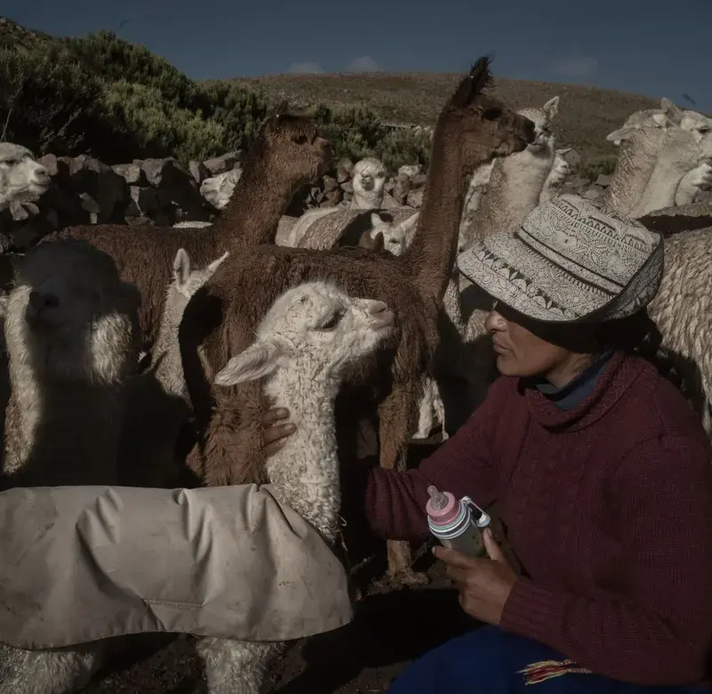 a worker holds a bottle of milk up to a baby sheep in the midst of a flock