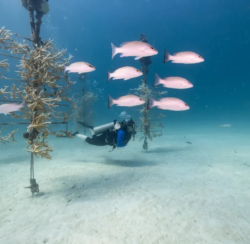 subscribe to the ocean newsletter
