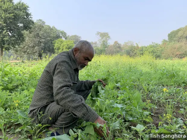 Pushpendra Singh tends to a mustard crop in Chhatarpur district, Madhya Pradesh. He believes that if Bundelkhand’s farmers move away from cash crops such as wheat and rice, to pulses, they can avoid water scarcity. Image by Tish Sanghera. India, undated.<br />