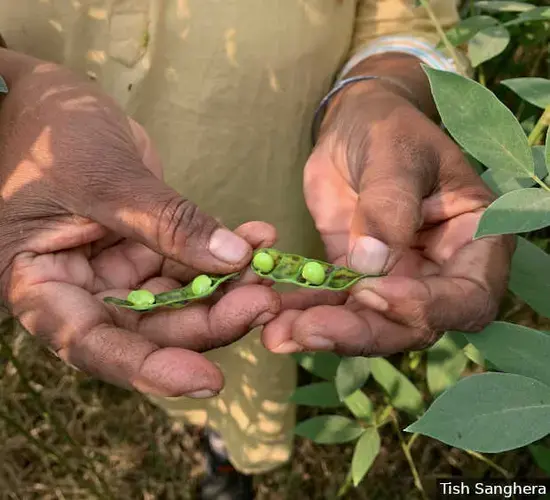 Chickpeas, growing in a farm in Chhatarpur, Madhya Pradesh, consume less water during cropping compared to cereals such as rice and wheat. They were traditionally grown in Bundelkhand before the Green Revolution of the 1960s. Image by Tish Sanghera. India, undated. </p>
<p>