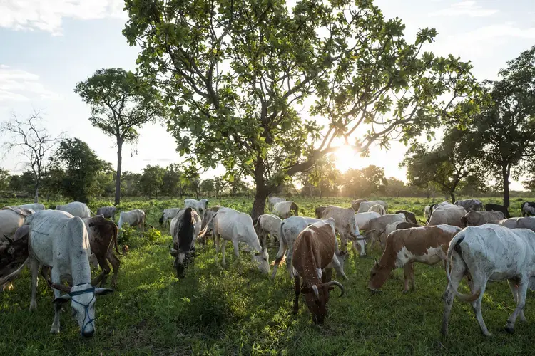 Cows graze at dusk in Kolondiéba, a sleepy farming community in southern Mali two hours from the nearest paved road. Image by Nichole Sobecki. Mali, 2017.