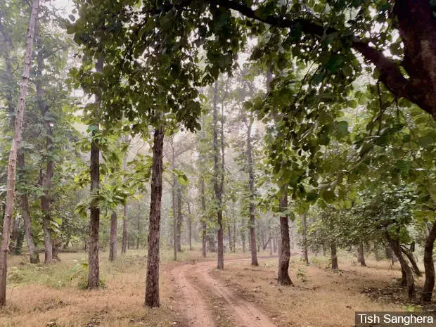 The Ken-Betwa Link Project will submerge 4,141 hectares of Panna Tiger Reserve, or 7.6% of the core area, home to tigers, leopards, hyenas and other animals. The project’s wildlife clearance is currently being challenged in the Supreme Court. Image by Tish Sanghera. India, undated. </p>
<p>