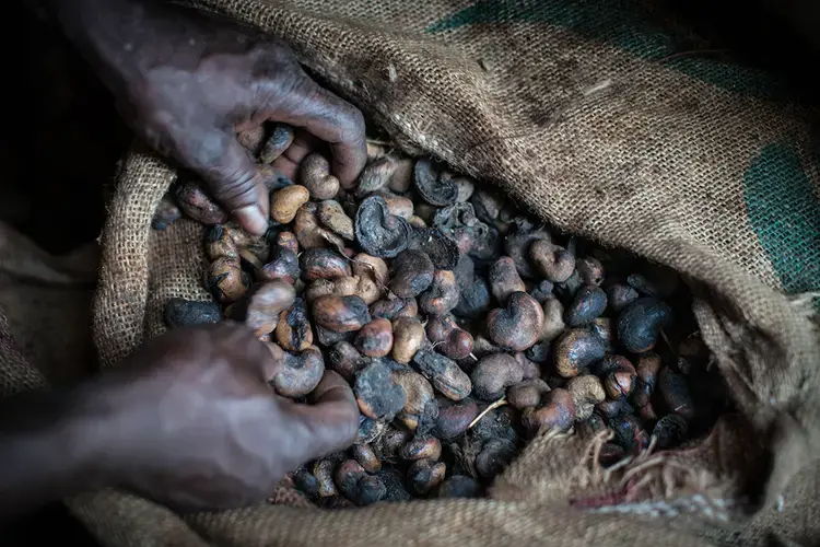 Rotten nuts at the cashew processing plant in Kolondiéba. Image by Nichole Sobecki. Mali, 2017. 