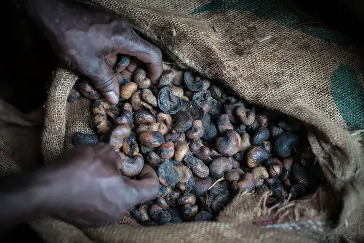 Rotten nuts at the cashew processing plant in Kolondiéba. Image by Nichole Sobecki. Mali, 2017.