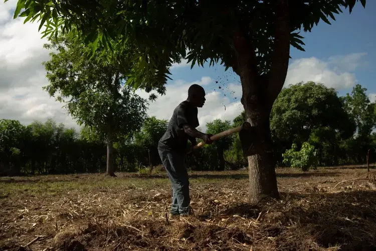 Farmer Remy Augustin, 54, prepares the ground to plant maize on a plot owned by his niece near Caracol, Haiti, December 10, 2019. Image by Allison Shelley. Haiti, 2019.