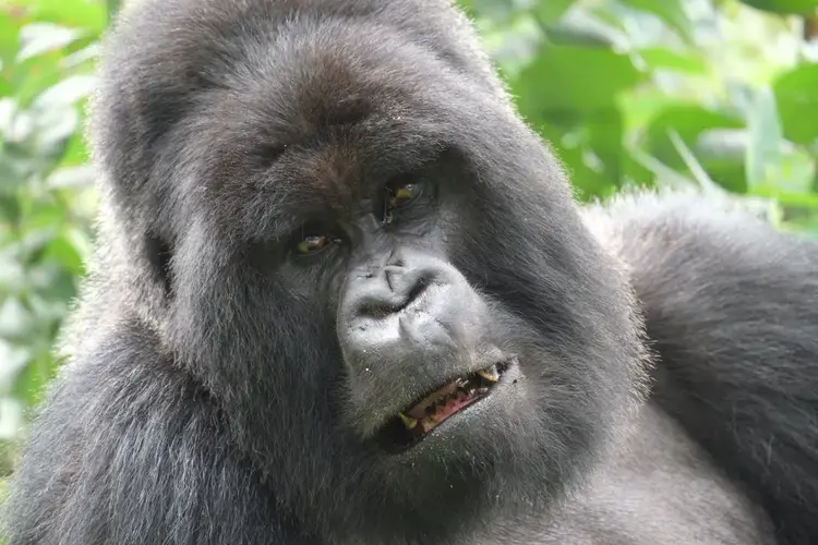 Meet Lucky, a silverback and head of the Hirwa group of mountain gorillas in Rwanda. Silverbacks are adult, male gorillas, known for the silver hair on their backs; they lead groups composed of adult male and female gorillas and their babies. Image by Elham Shabahat. Rwanda, 2017.