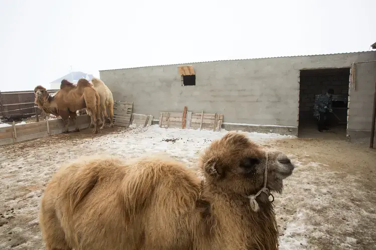 Local people have long relied on camels as livestock, especially as fishing declined. Image by Taylor Weidman. Kazakhstan, 2017.