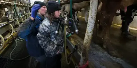 Kendra Thewis is aided by her 7-year-old daughter, Starr, with the chores in the milking parlor of the family farm near Mellen in rural Ashland County. Image by Mark Hoffman/Milwaukee Journal Sentinel. USA, 2019.