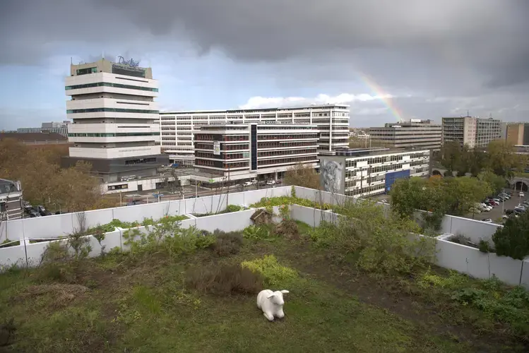 A rooftop garden in Rotterdam produces food and reduces flooding on the streets below. Photo by Chris Granger, The Times-Picayune | The New Orleans Advocate. Netherlands, undated.