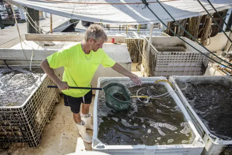 Eldon Kruse working at Roscoe’s Live Bait Works in Pass Christian. Image by Eric J. Shelton for Mississippi Today. United States, 2019.
