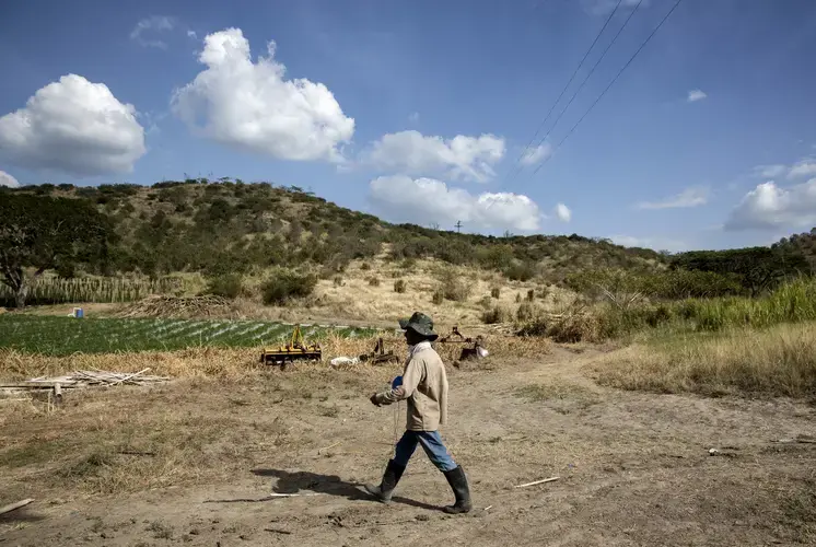 Miguel Velez, a former combatant who now works growing peppers at 'Finca de Esperanza' walks toward the fields in La Union, Colombia on Tuesday, March 6, 2018. Image by Greg Kendall-Ball. Colombia, 2018.