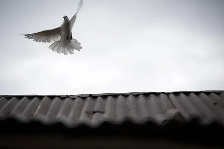 A dove flies from the roof of a shop in Piñalito near Vista Hermosa, Meta, Colombia on Thursday, March 8, 2018. Image by Greg Kendall-Ball. Colombia, 2018.