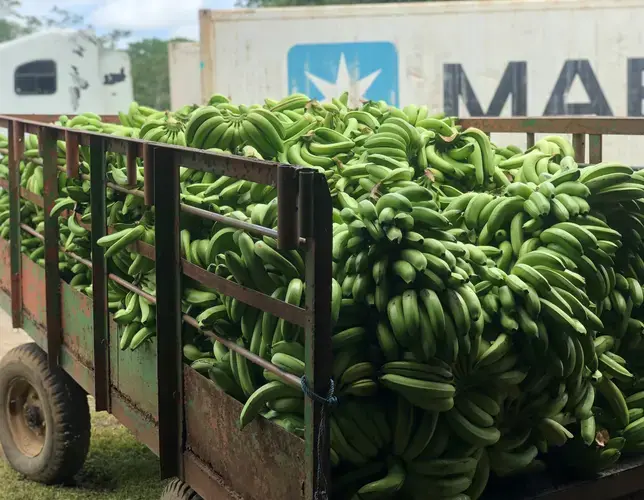 Sustainably grown bananas at Earth University. Image by Madison Stewart. Costa Rica, 2019.