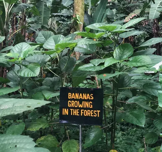 100-acres of natural banana production at Rio Sixaola Plantation. Image by Madison Stewart. Costa Rica, 2019.