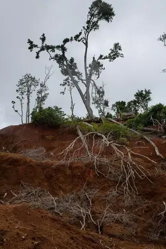 Logging roads are one of the many ways logging companies are marring the islands, which now have more than 7,800 miles of such roads. Sensitive habitats face potential degradation and destruction from the new roads. Image by Monique Jaques. Solomon Islands, 2020.