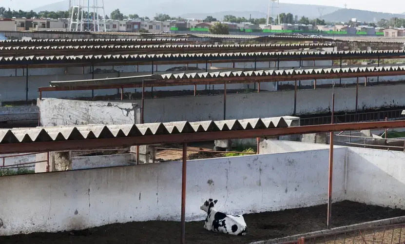 A cow rests in an empty breeding center in Tizayuca, Mexico. The center is part of a dairy farm complex north of Mexico City. Image by Mark Hoffman. Mexico, 2019.