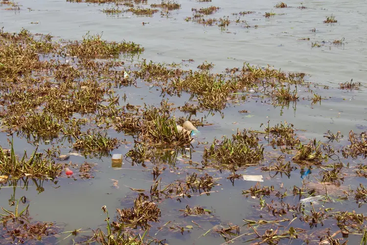 Pieces of plastic waste float in Vembanad Lake in Alleppey. Waste thrown in small, upstream canals makes its way to the lake, which is among the largest in the state. Image by Katelyn Weisbrod. India, 2019.