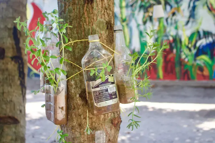 Plastic bottles are repurposed to grow plants in Chathanad Colony. Image by Katelyn Weisbrod. India, 2019.