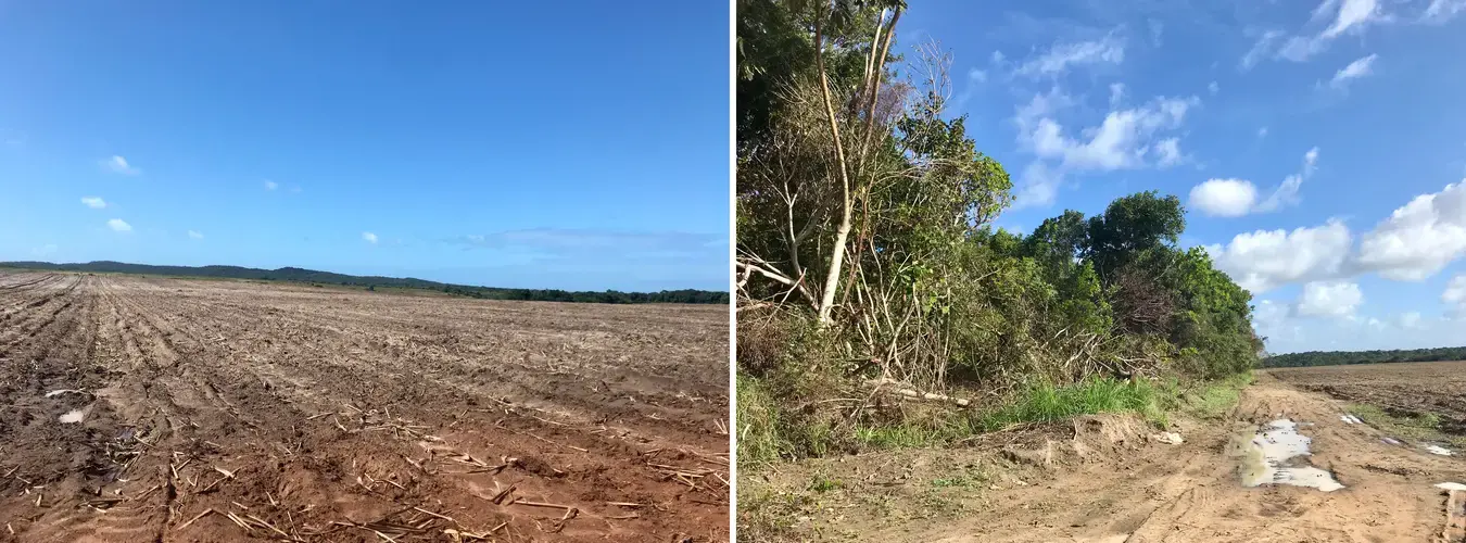 Areas near the Indigenous village of Sagi/Trabanda recently deforested for the expansion of sugarcane fields. Image by Rafael Lima. Brazil, 2019.
