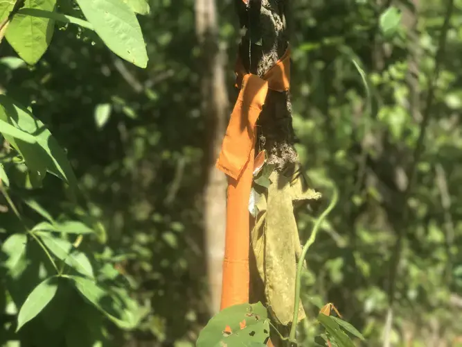 An ordained tree wrapped in the orange robes of a Buddhist monk found in a forest of Chiang Mai. Image by Kiley Price. Thailand, 2018.