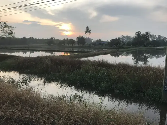 A farm in Surin, Thailand, that only grows rice in its many fields. Image by Kiley Price. Thailand, 2018.
