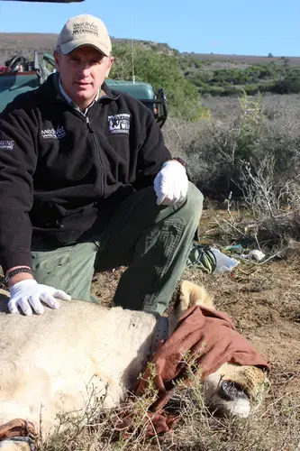 Dr. William Fowlds, South African wildlife veterinarian, after performing a lion procedure. Image by Kelsey Emery. South Africa, 2017.