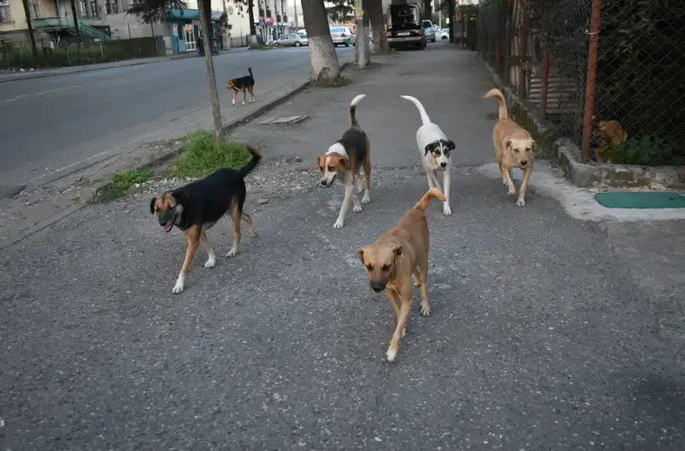 Stray dogs follow the reporter through Zugdidi. Image by Kaitlyn Johnson. Georgia, 2019.