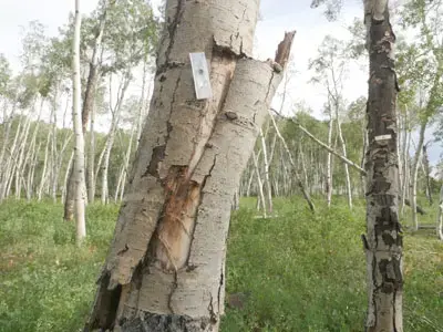 Quaking aspens have been damaged and killed by drought in Colorado. Image by Dan Grossman. United States, 2017.