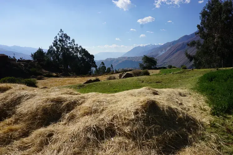 A pile of trigo, or wheat, on the Oros property. Image by Audrey Fromson. Peru, 2019.