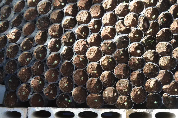 Two to three-month-old seedlings in the nursery, where they grow for four years before being planted. Image by Catherine Cartier. Lebanon, 2019.<br />
