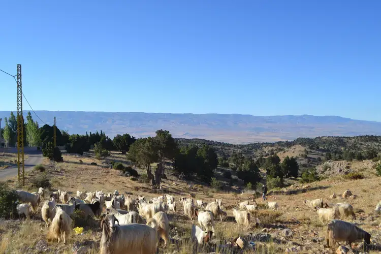 Many residents of Berqa herd goats in the mountains surrounding the village. Image by Catherine Cartier. Lebanon, 2019.<br />
