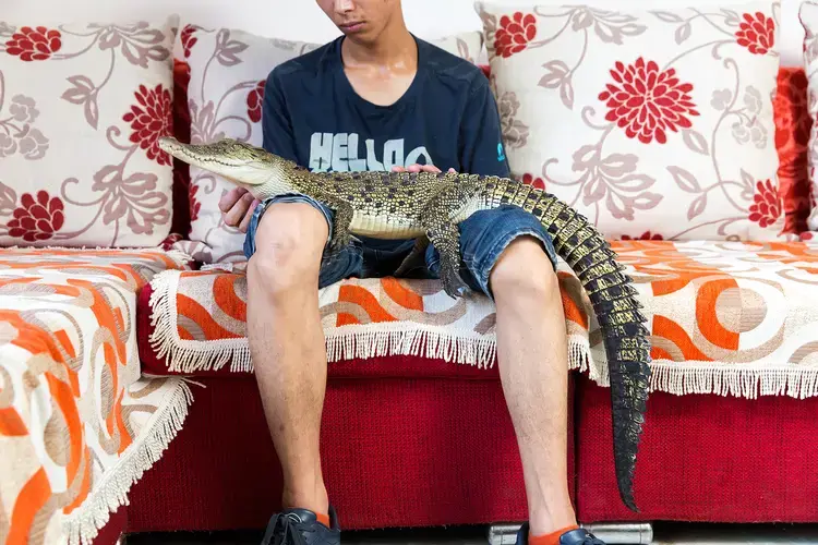 Shao Jian Feng, 26, holds a Saltwater Crocodile (Crocodylus porosus) in his home on the outskirts of Beijing. This juvenile is only two and half years old, but when fully grown can reach up to six metres, making it the largest reptile in the world. It's just one of five crocodilians he owns, along with two other large snakes. 'There are twenty three crocodilian species in the world. We hope to collect all of them', he boasts. A Saltwater Crocodile can retail for up to 9000RMB (US$1500). In the wild, they…